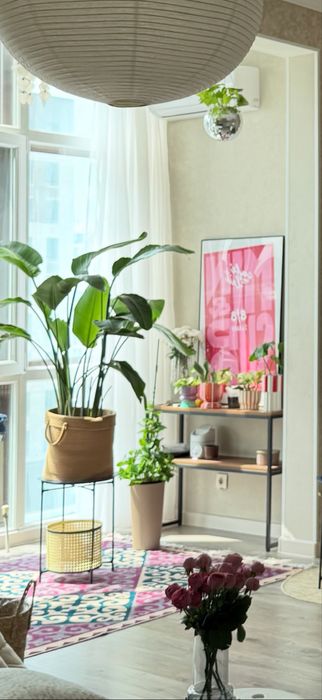 срочно продам Стрелецию Николая