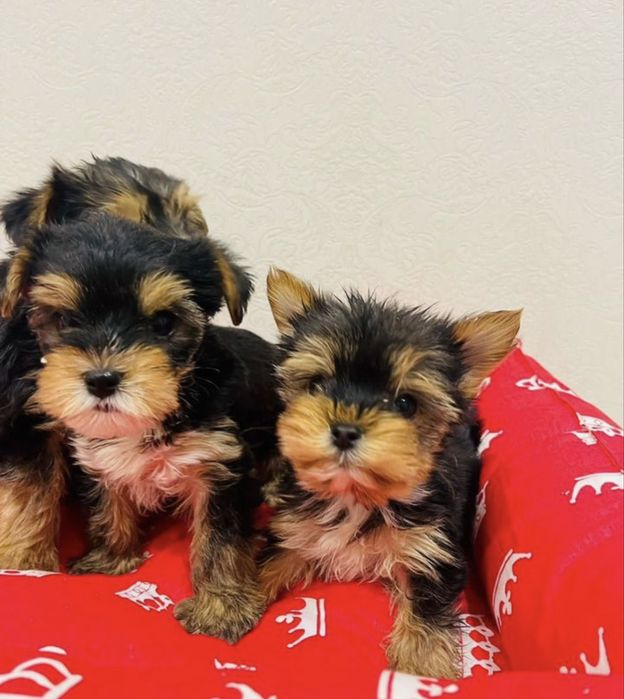 Йоркширский терьер щенки рассрочка