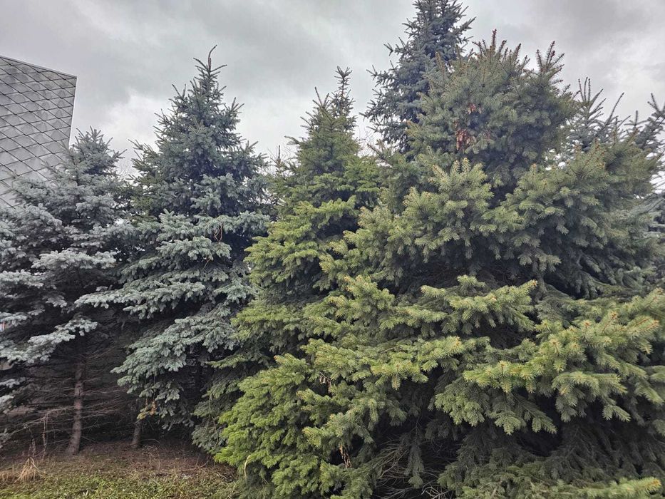 можжевельник большой куст