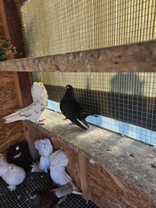 Vand  Porumbei generații 2024 si 2025  intre 30 si 80  lei bucata