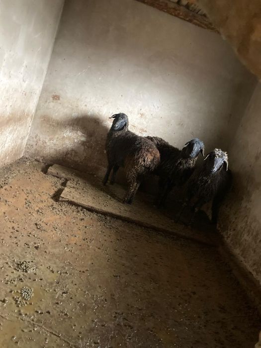 Токты кой 3бас сатылады