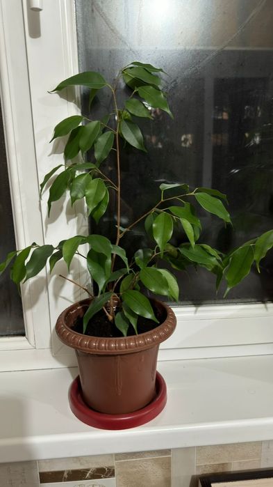 Комнатные Цветы Продам