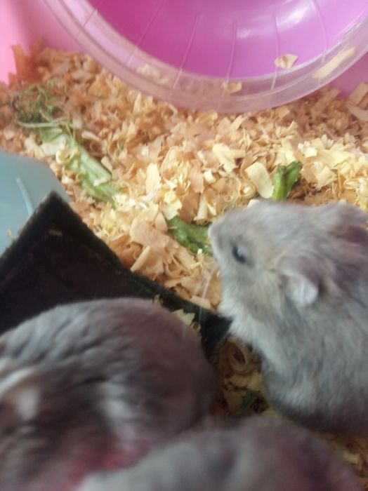 Джунгарские хомяки