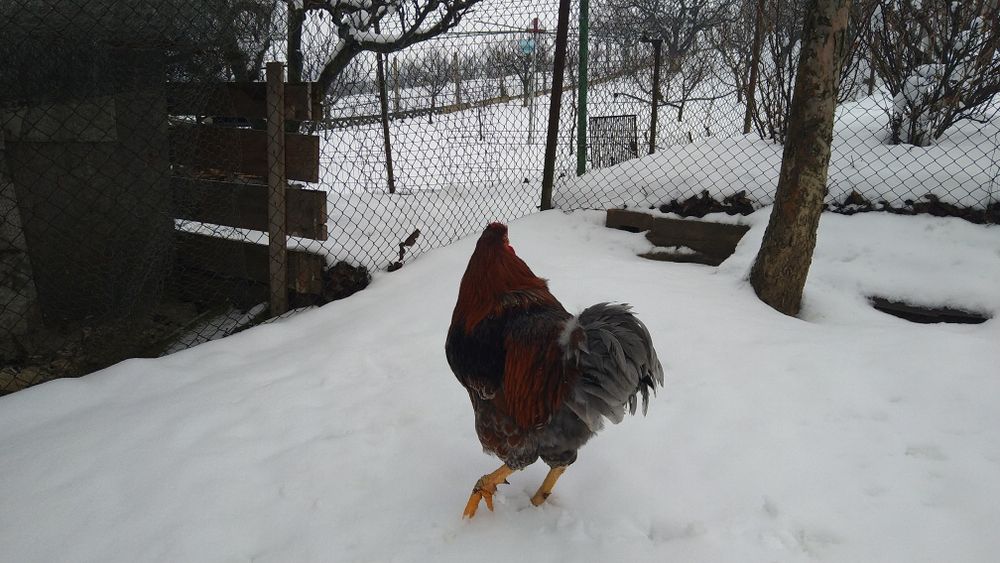 Cocos wyandott rosu albastru