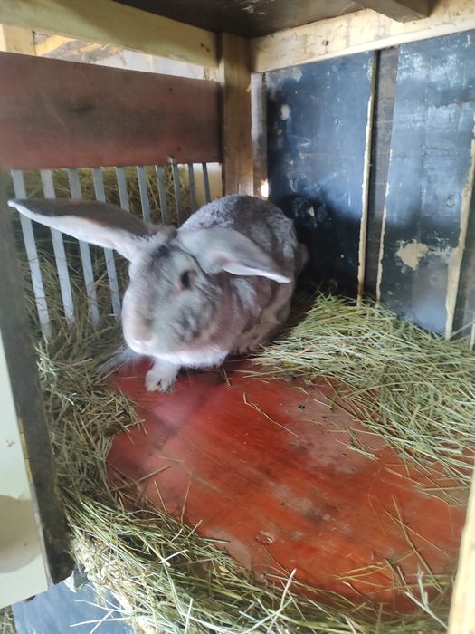 Продам крола или обмен