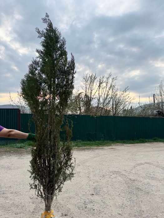 Продам тую 1.5-2метра