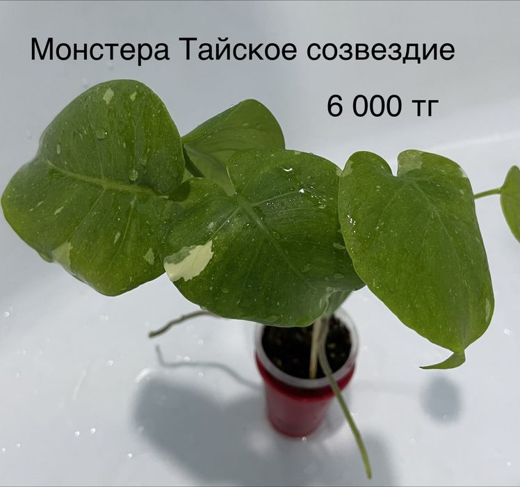 Комнатные растения монстера