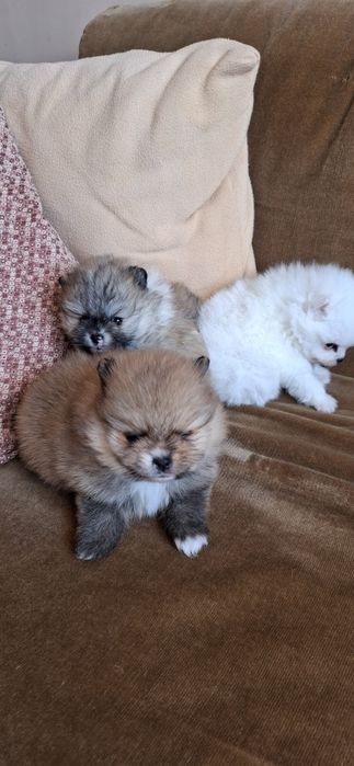 Мини померанчета