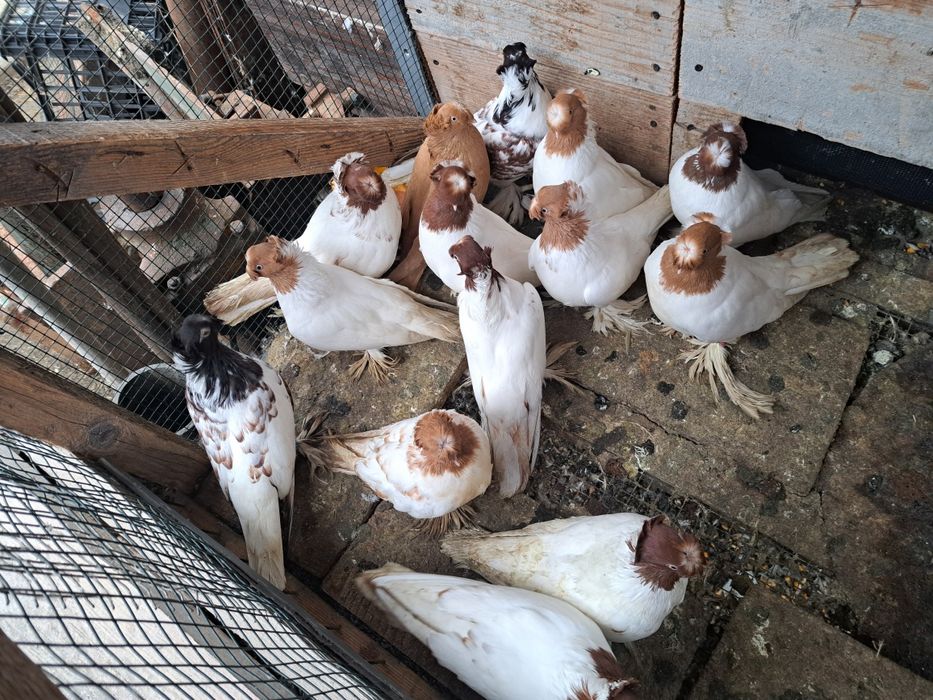 Porumbei jucatori de botosani