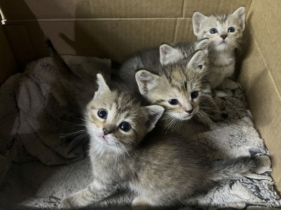 Котята в добрые руки