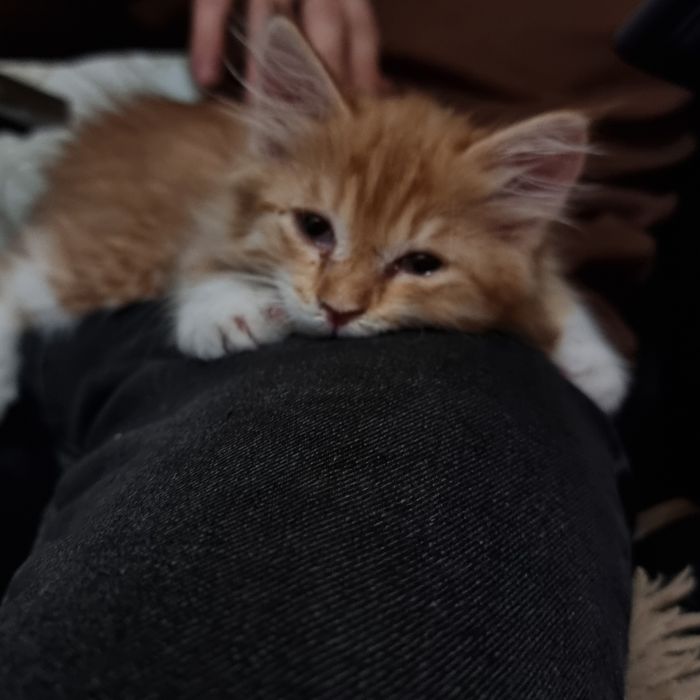 Отдам котенка в добрые руки девочка