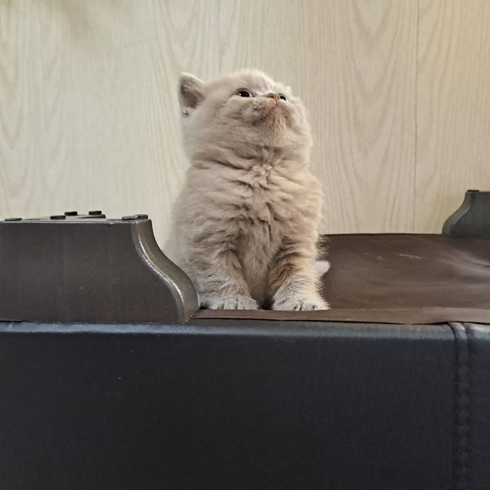 Котята от правильной вязки