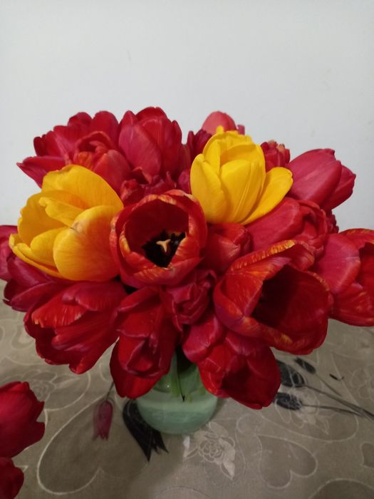 Лола пийози сотилади хозир экиладигон