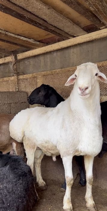 Qoy qochqor bor semiz