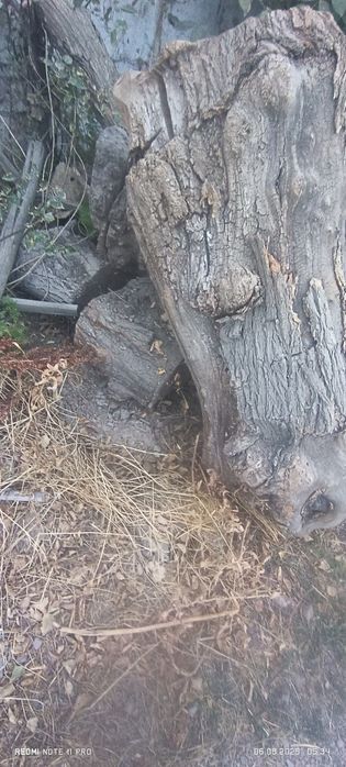 Utin g'ula kop qismi maydalangan tayyor, 1 isuzu, narxo 5 mln