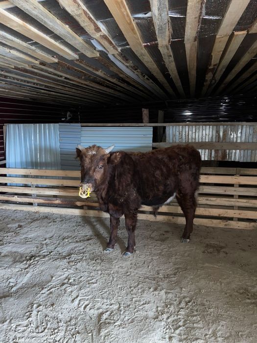 Коровы дойные с телятами