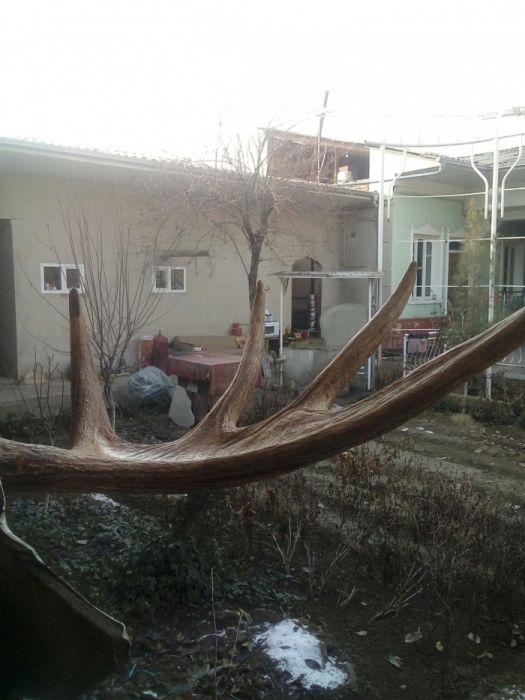 Рог лося итерьер