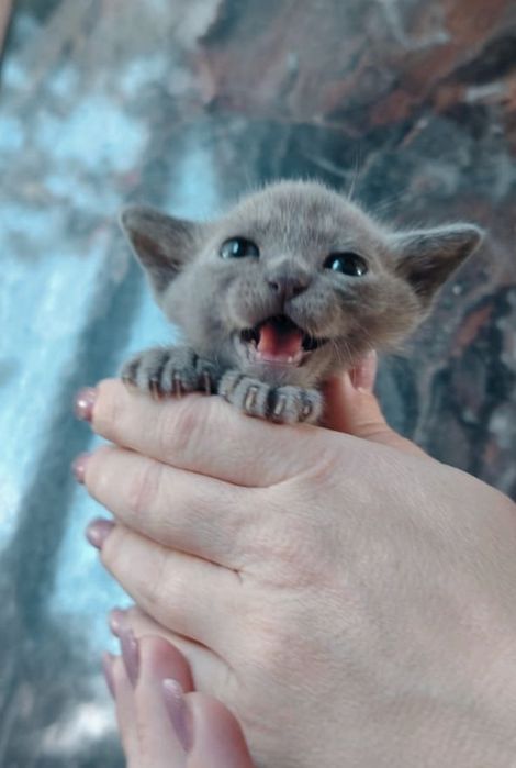 Европейская бурма