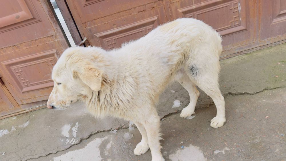 Zottor kuchuk bori bosarni bolasi