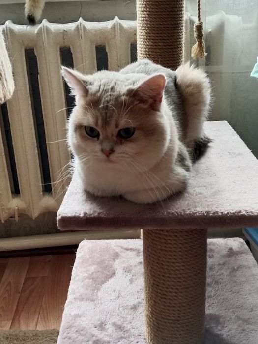 Продам Британский кот.
