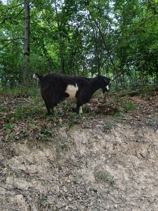 Vând țap tânăr bun de ținut.