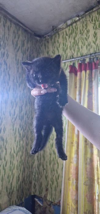 Котята красивые Бесплатно!