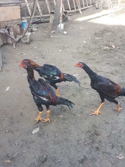 Dakan xurozlar sotiladi