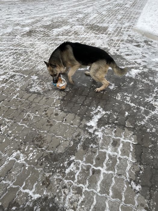 Красавчик жених ищет невесту для вязка/случка