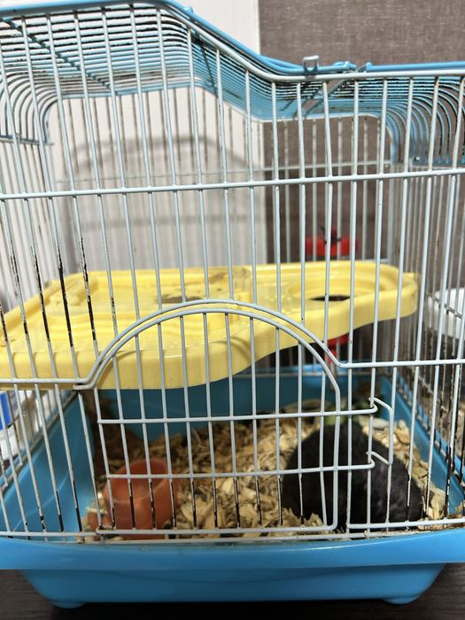 Хомяк девочка 1 годик