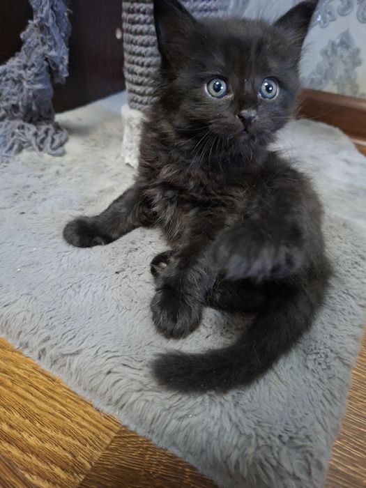 Котёнок хорошие руки