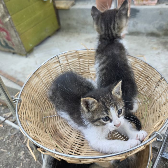 Котята в добрые руки.