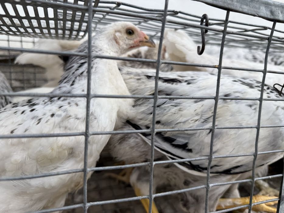 Балапандар,Цыпляты