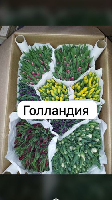 Самые  крупные тюльпаны в казахстане