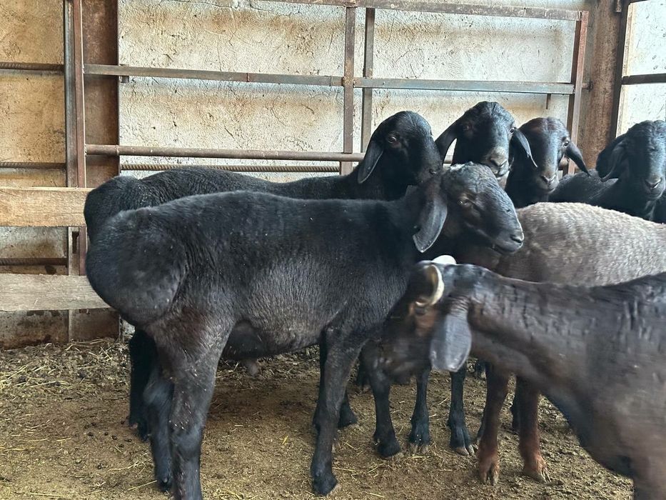 Qocqorla sotiladi aqiqa ehoson uchun