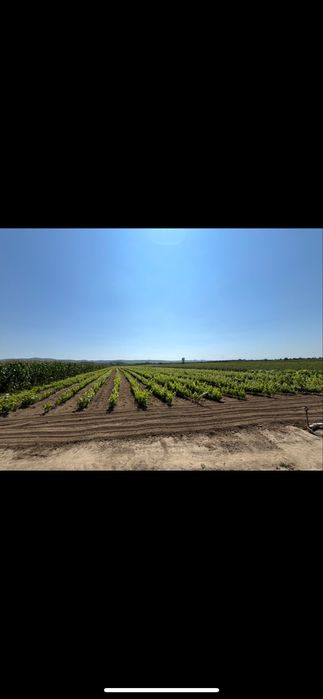 Butași viță de vie certificată!