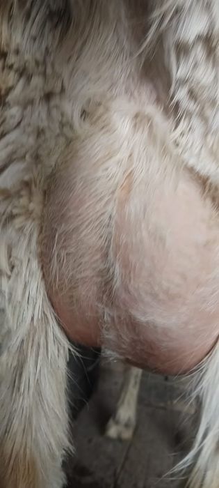 занен саунды ешкі сатылады