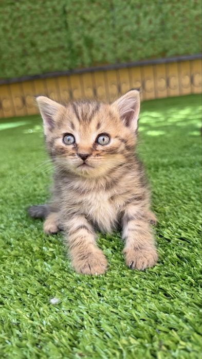 Срочно продаю котёнка