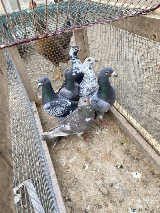 Vand porumbei voiajori