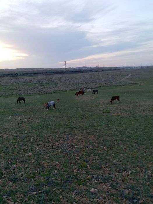 Продаю Байтал и Тай