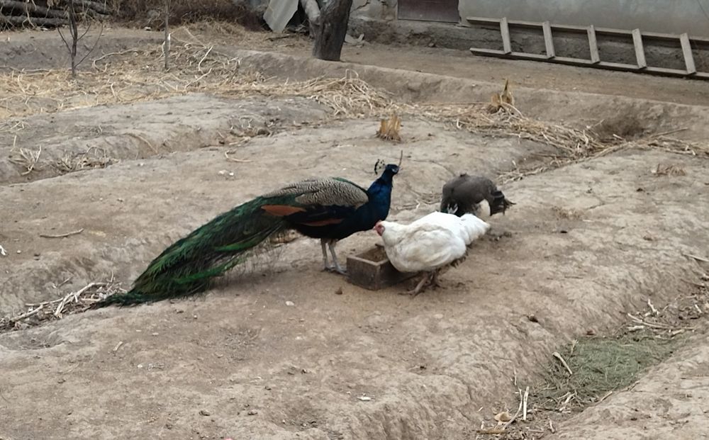 Tovus sotiladi bir par