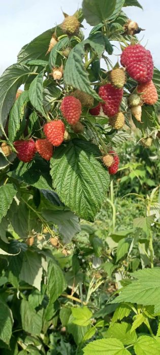 Ягоди и Малини Продавам