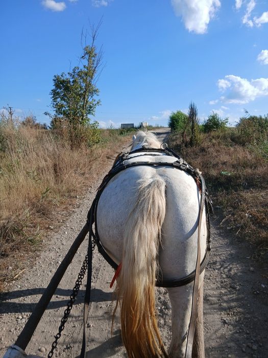 Vand iapa de 5 ani foarte cuminte garantă la caruta nici o ploblema  mai multe detali in privat