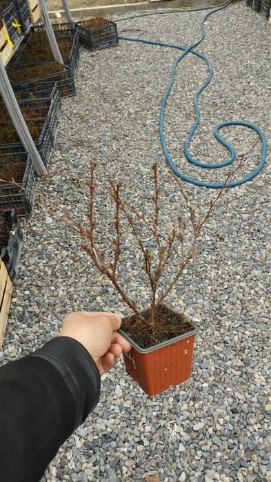 Барбарис более 30сортов