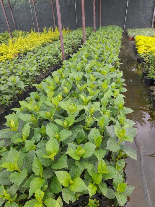 Хортензия в саксия (Промоция)