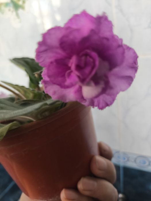 Цветущие фиалки и денежное дерево