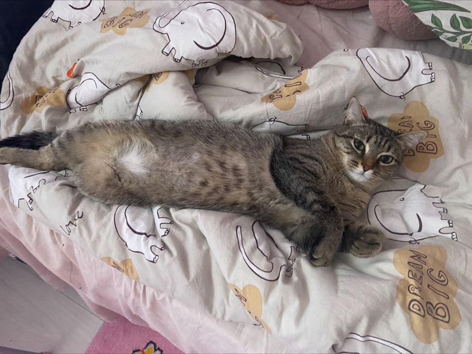 Отдаю кошку в хорошие руки