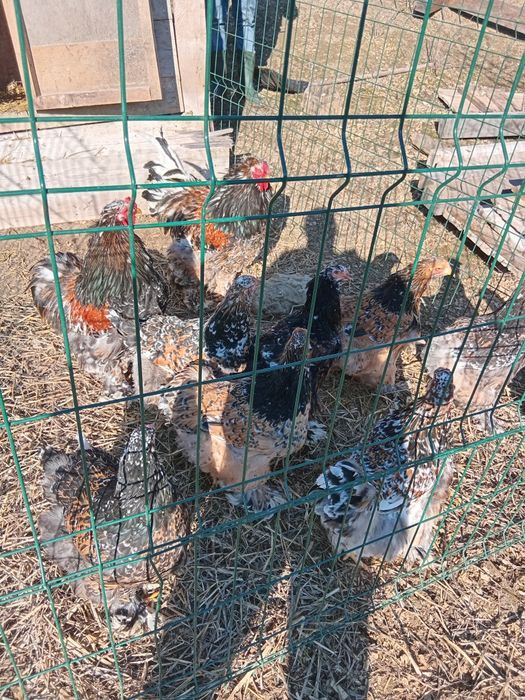 De vânzare ouă și  pui de rasă  brahma