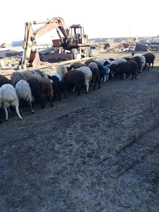 Продам овец с ягнятами