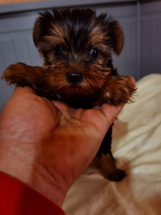 Yorkshire Terrier  mini mini