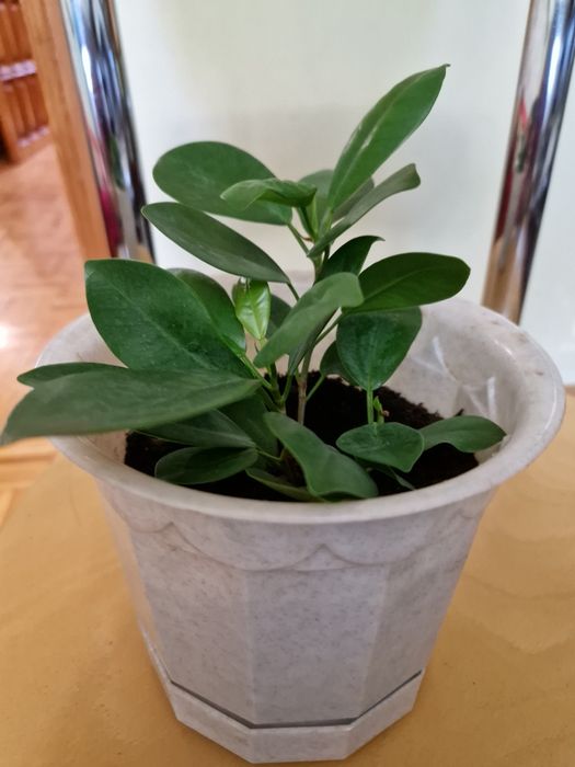 Продам Фикус  Бенджамина